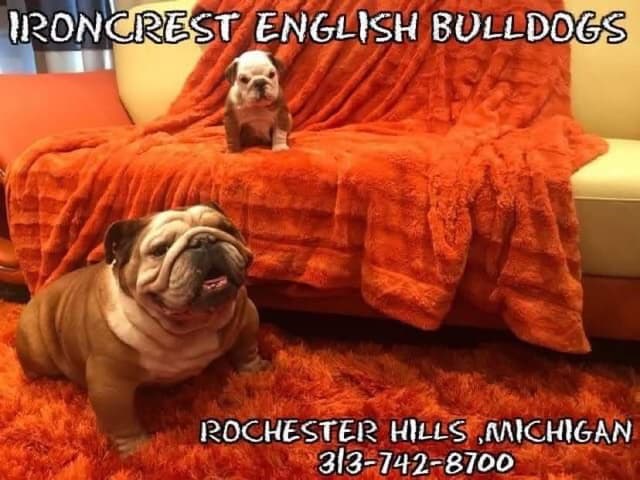 English Bulldog Puppies CH. bloodline media 2