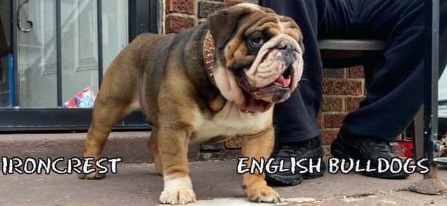 English Bulldog Puppies CH. bloodline media 4