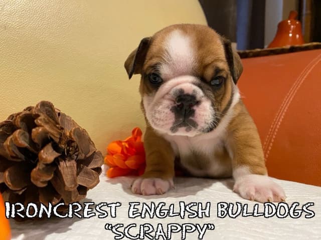 English Bulldog Puppies CH. bloodline media 5