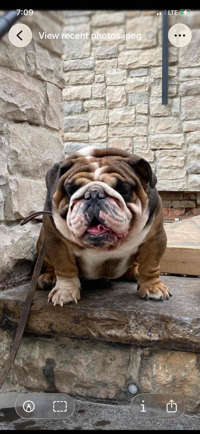 English Bulldog Puppies CH. bloodline media 6