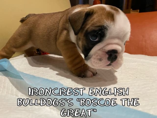 English Bulldog Puppies CH. bloodline media 7