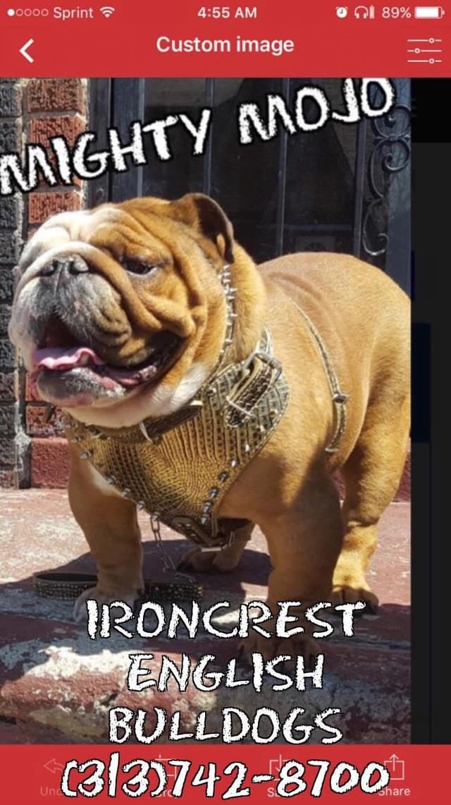 English Bulldog Puppies CH. bloodline media 8
