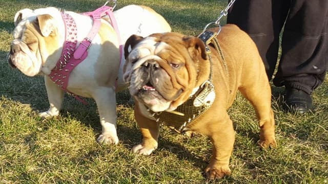 English Bulldog Puppies CH. bloodline media 11