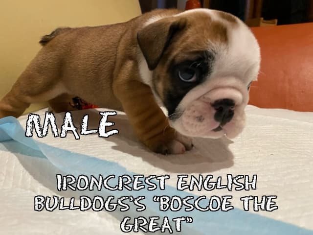 English Bulldog Puppies CH. bloodline media 12