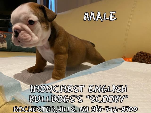 English Bulldog Puppies CH. bloodline media 13