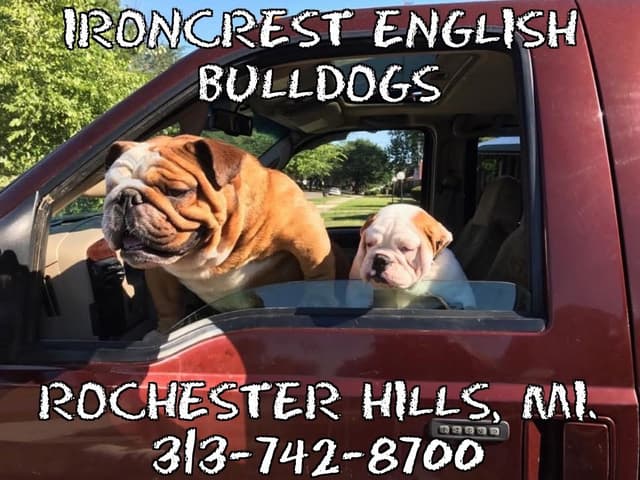 English Bulldog Puppies CH. bloodline media 14
