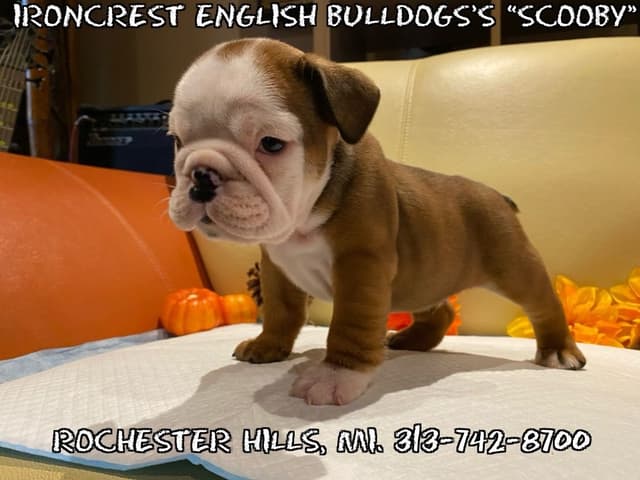 English Bulldog Puppies CH. bloodline media 15