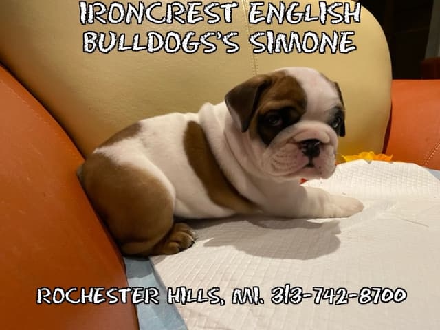 English Bulldog Puppies CH. bloodline media 16