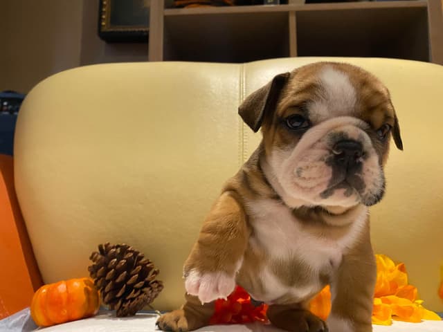 English Bulldog Puppies CH. bloodline media 18