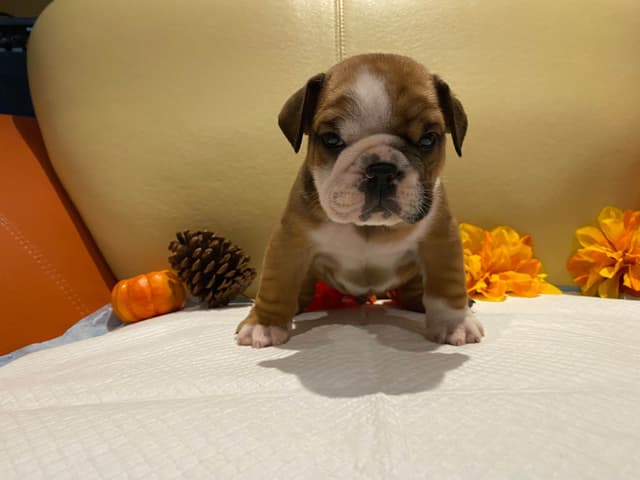English Bulldog Puppies CH. bloodline media 19