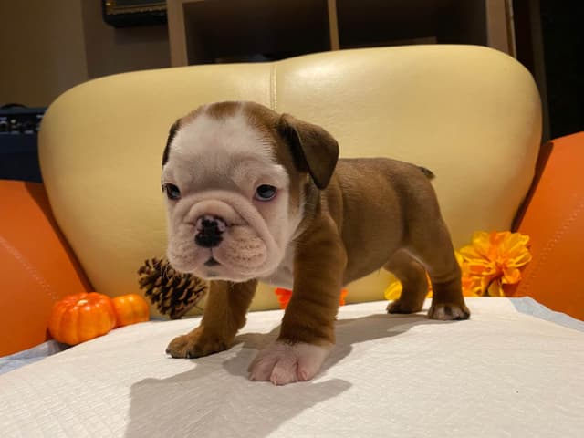 English Bulldog Puppies CH. bloodline media 20