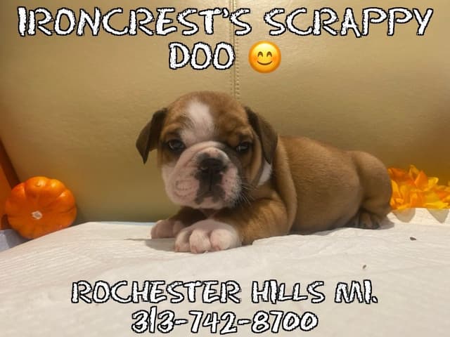 English Bulldog Puppies CH. bloodline media 21