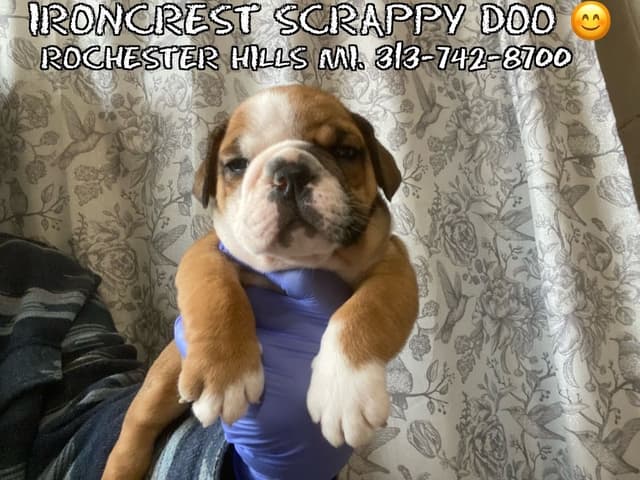 English Bulldog Puppies CH. bloodline media 22