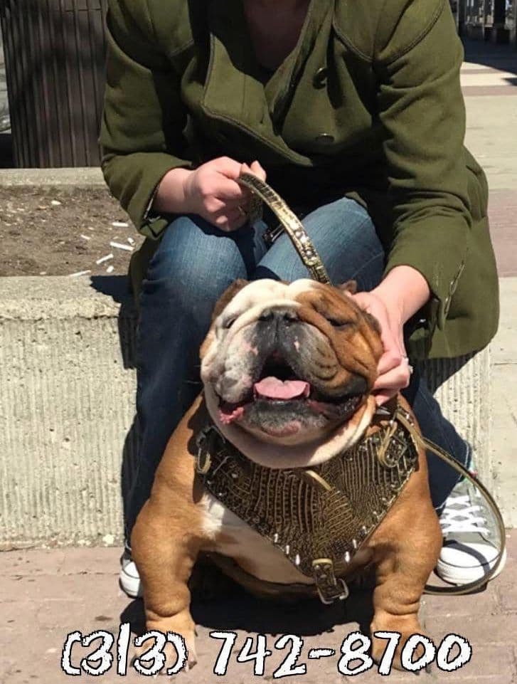 English Bulldog Puppies CH. bloodline breeder image 1