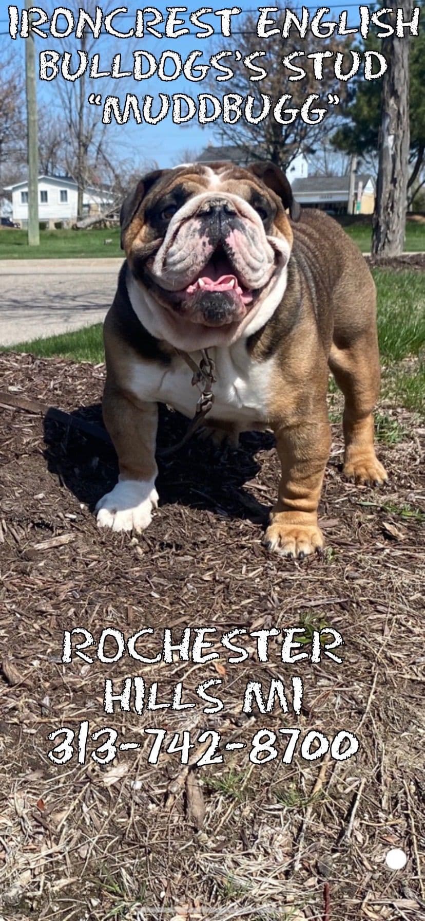 English Bulldog Puppies CH. bloodline breeder image 29