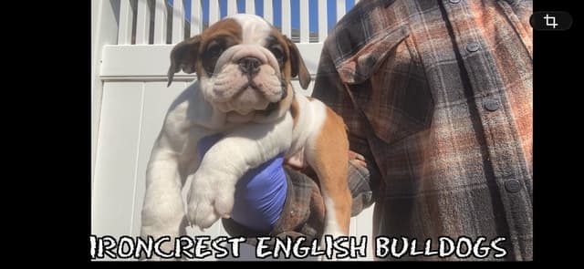 English Bulldog Puppies CH. bloodline media 25