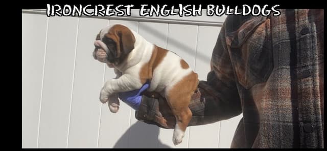 English Bulldog Puppies CH. bloodline media 26