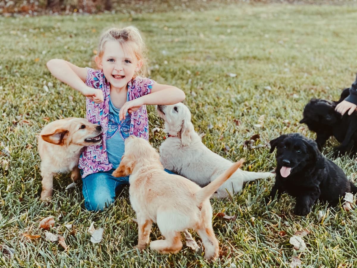 White Oak Retriever Golden Retriever Puppies breeder image 4