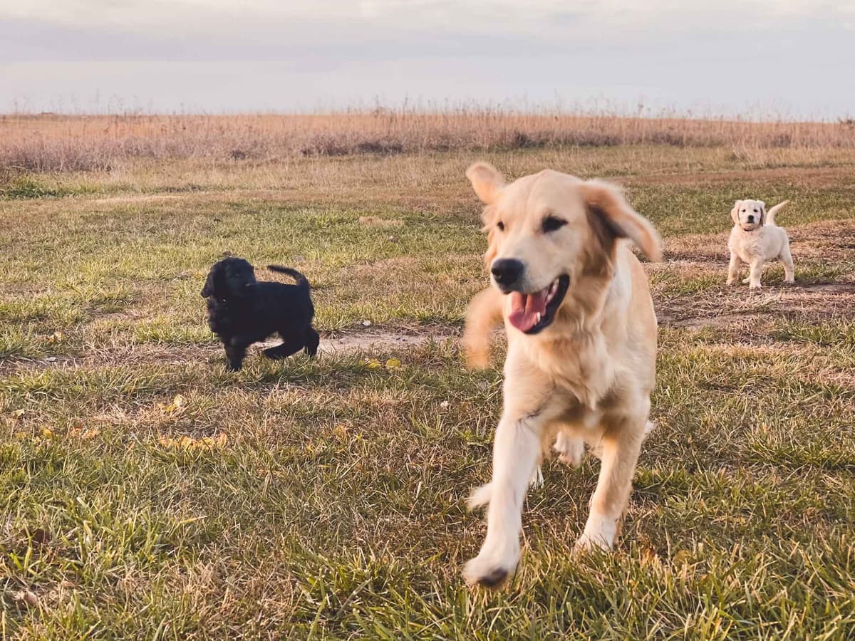 White Oak Retriever Golden Retriever Puppies breeder image 5
