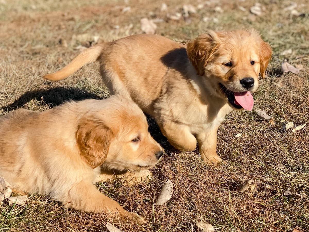White Oak Retriever Golden Retriever Puppies breeder image 7