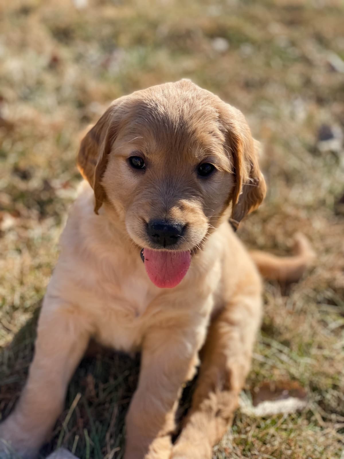 White Oak Retriever Golden Retriever Puppies breeder image 8