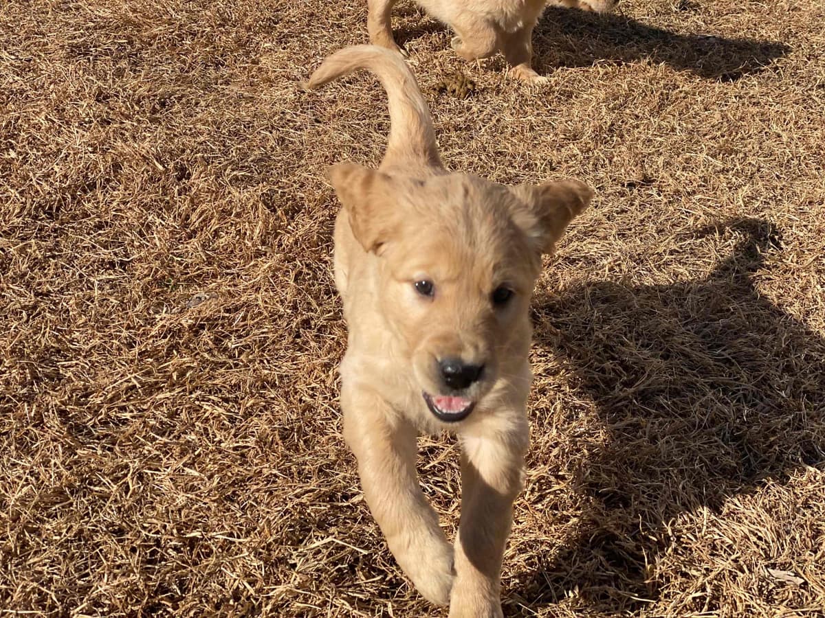 White Oak Retriever Golden Retriever Puppies breeder image 9