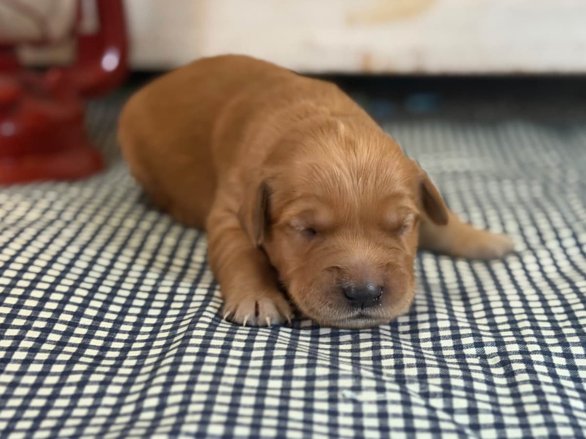 White Oak Retriever Golden Retriever Puppies breeder image 11