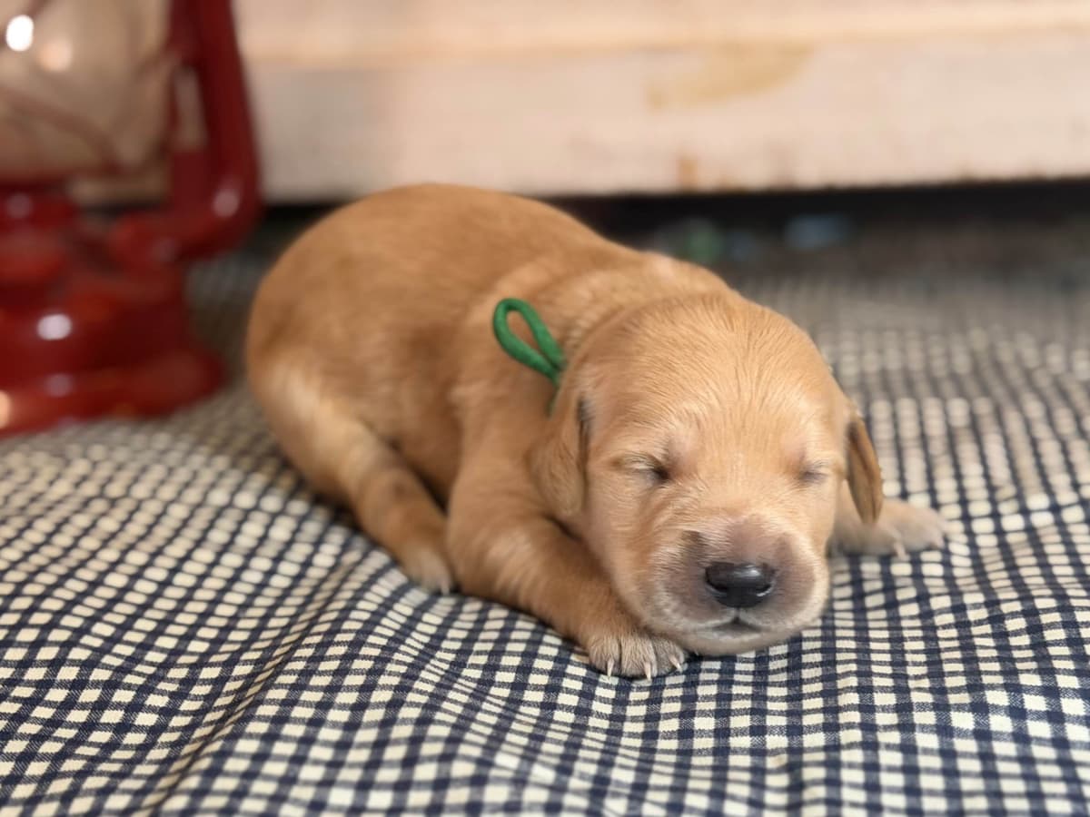 White Oak Retriever Golden Retriever Puppies breeder image 13