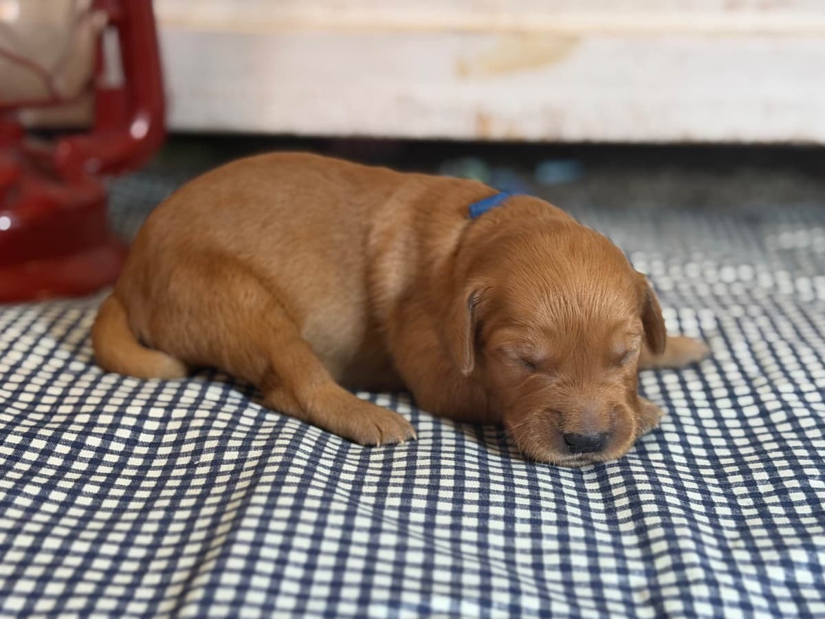 White Oak Retriever Golden Retriever Puppies breeder image 21