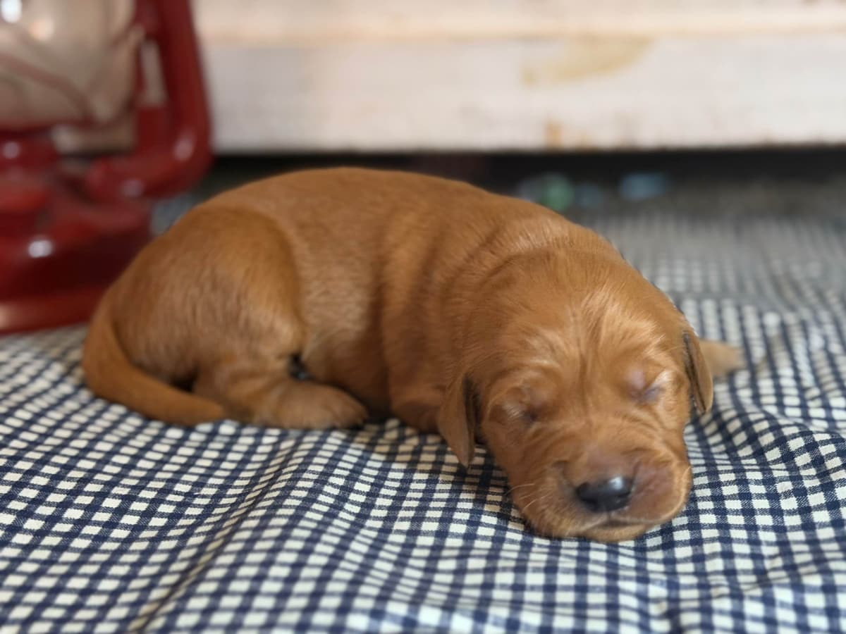 White Oak Retriever Golden Retriever Puppies breeder image 15