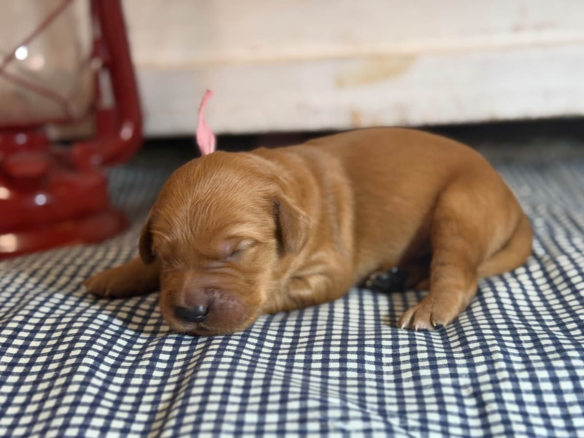 White Oak Retriever Golden Retriever Puppies breeder image 14