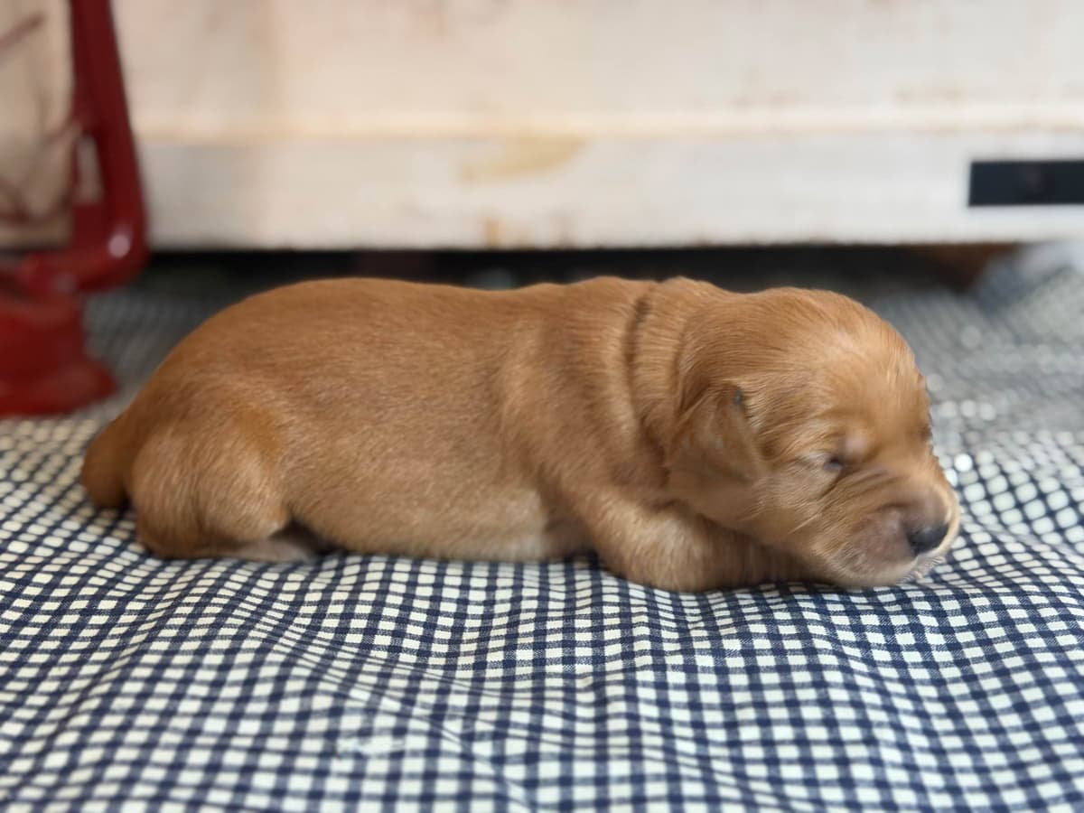 White Oak Retriever Golden Retriever Puppies breeder image 16