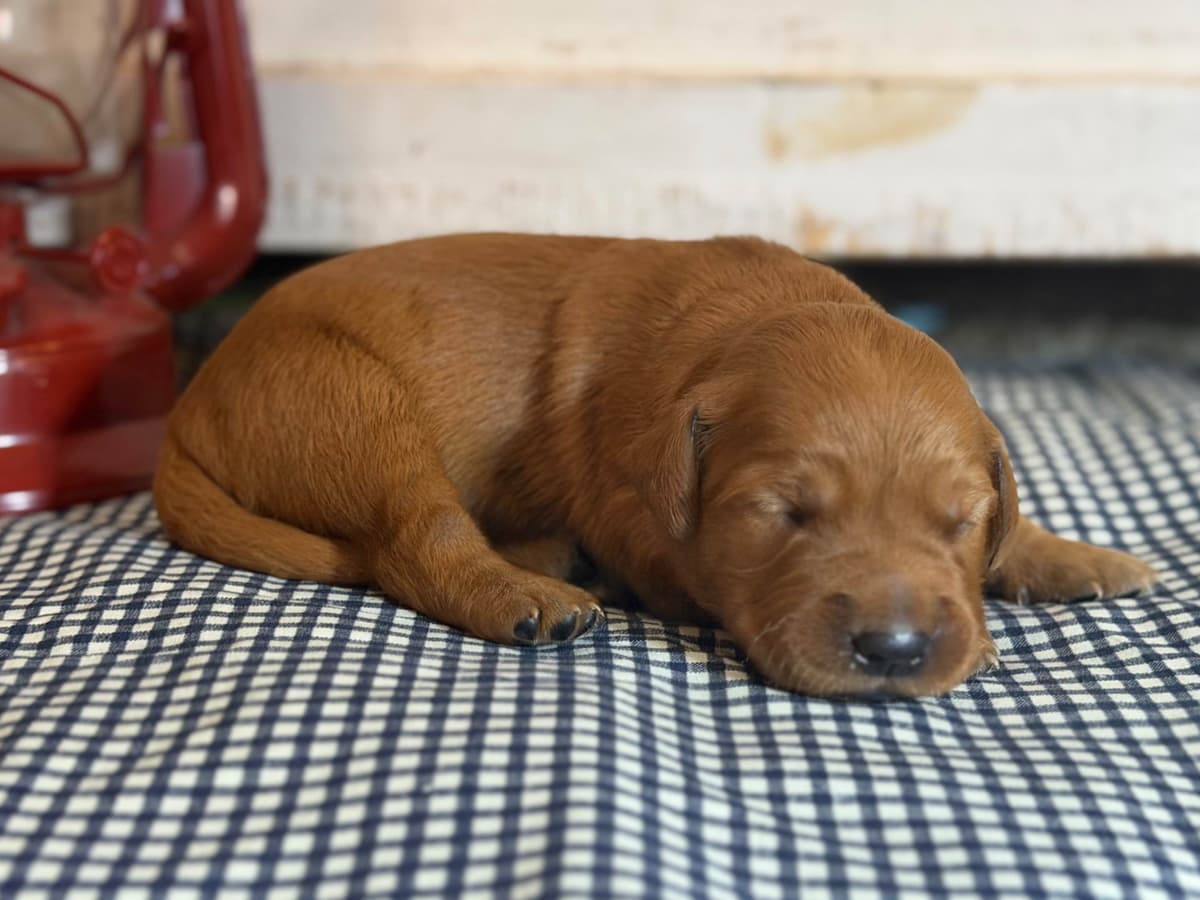 White Oak Retriever Golden Retriever Puppies breeder image 18