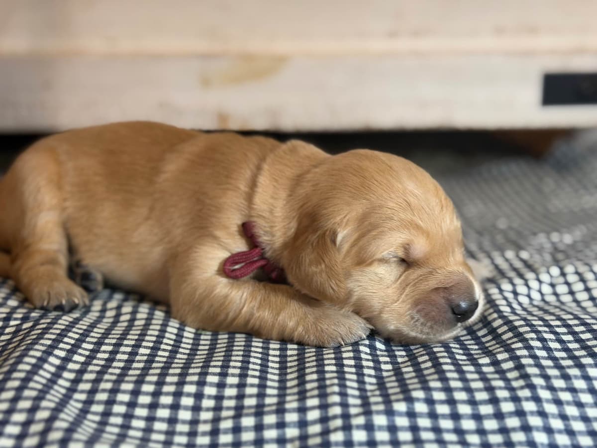 White Oak Retriever Golden Retriever Puppies breeder image 20