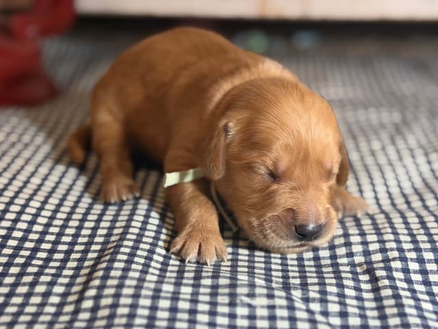 White Oak Retriever Golden Retriever Puppies media 3