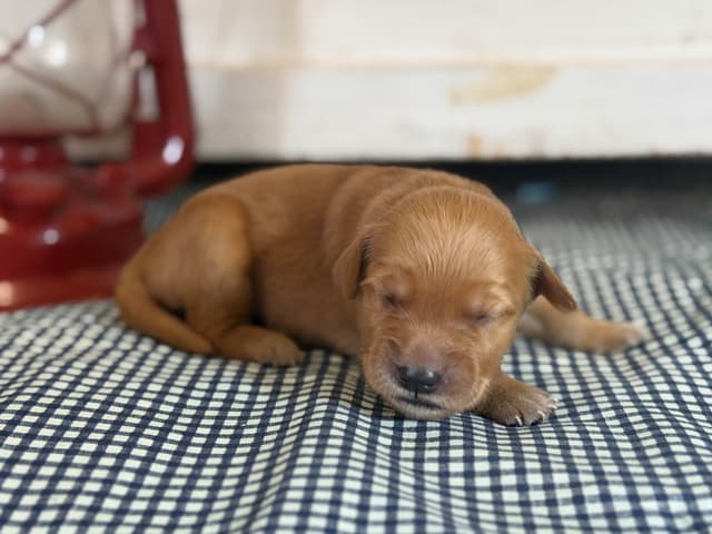 White Oak Retriever Golden Retriever Puppies media 2