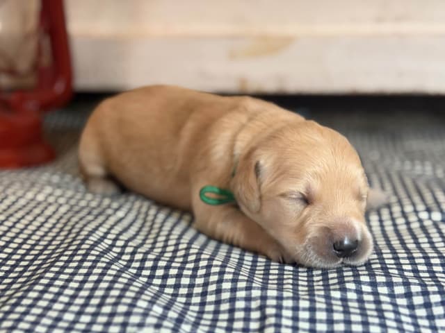 White Oak Retriever Golden Retriever Puppies media 4