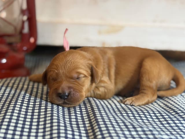 White Oak Retriever Golden Retriever Puppies media 10