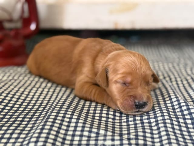 White Oak Retriever Golden Retriever Puppies media 9
