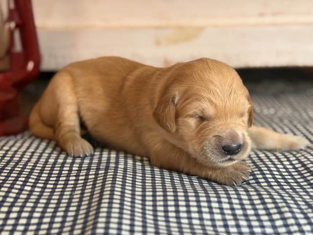 White Oak Retriever Golden Retriever Puppies media 11