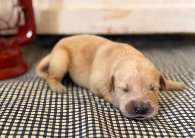 White Oak Retriever Golden Retriever Puppies media 8