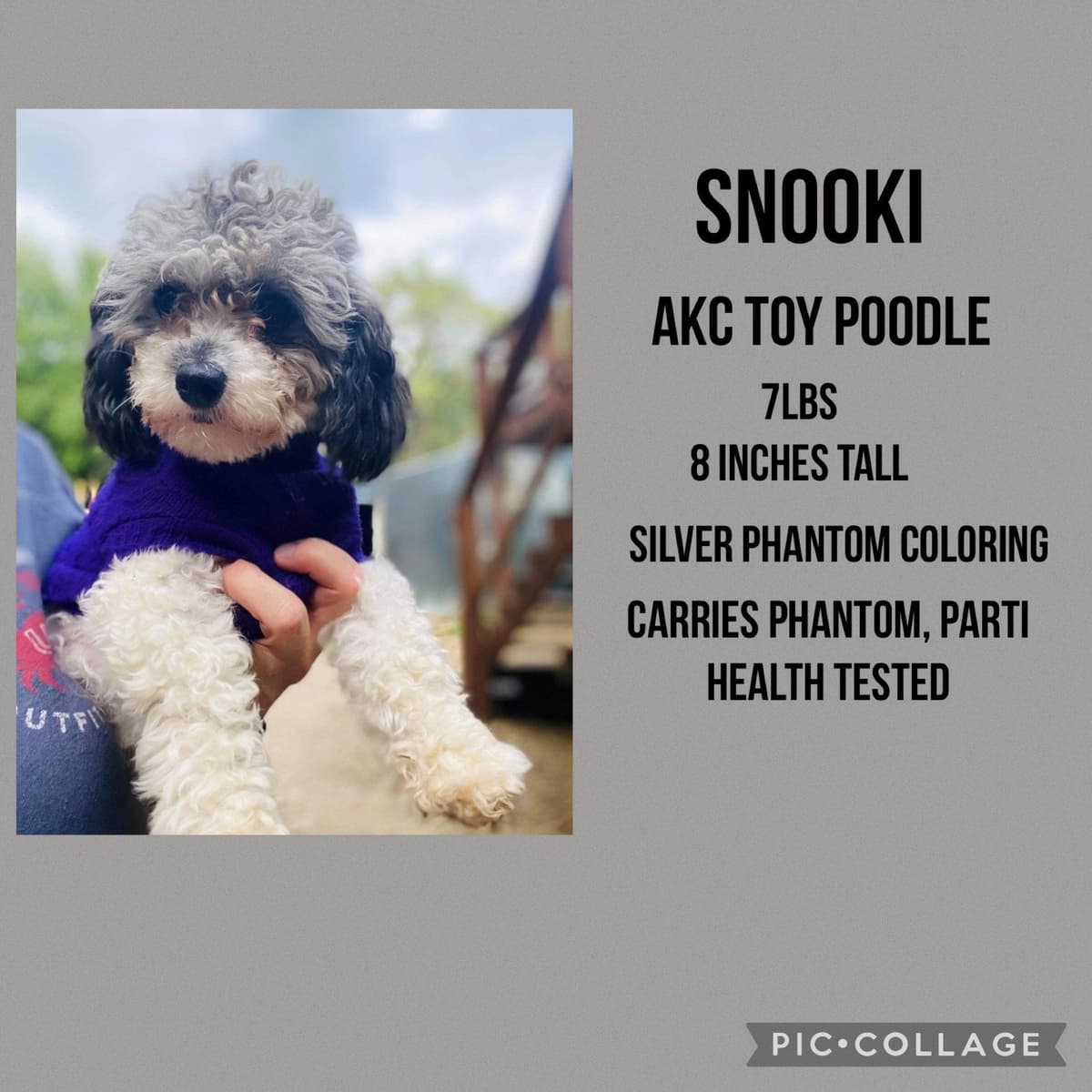 Toy Poodle Puppies breeder image 1