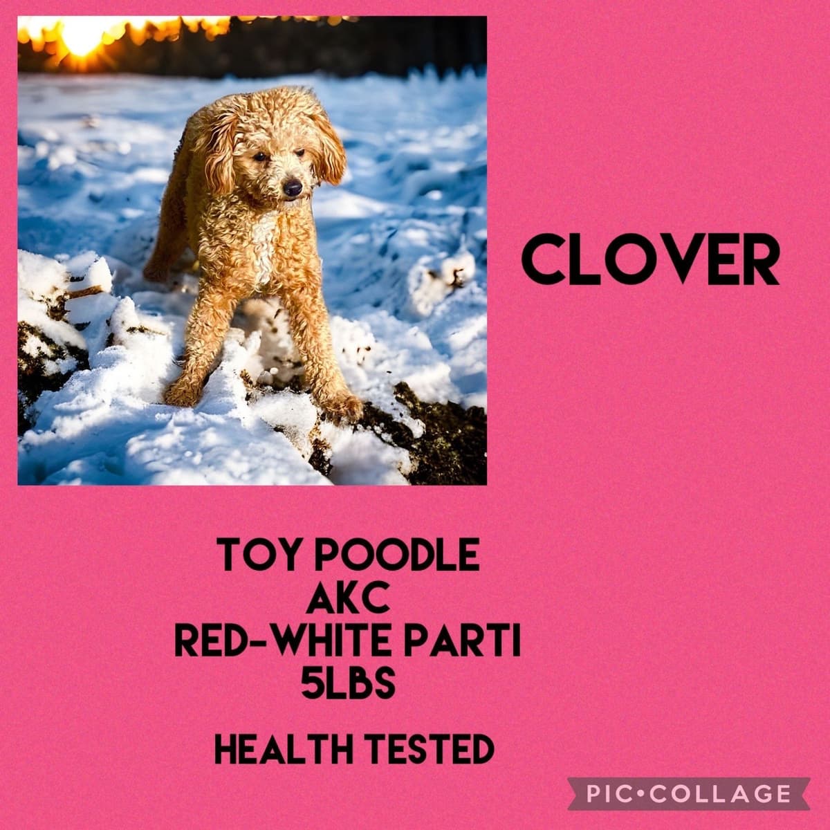 Toy Poodle Puppies breeder image 5