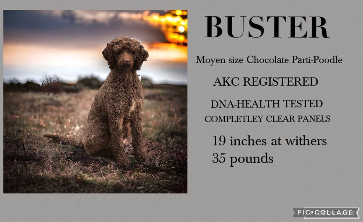 Toy Poodle Puppies breeder image 7