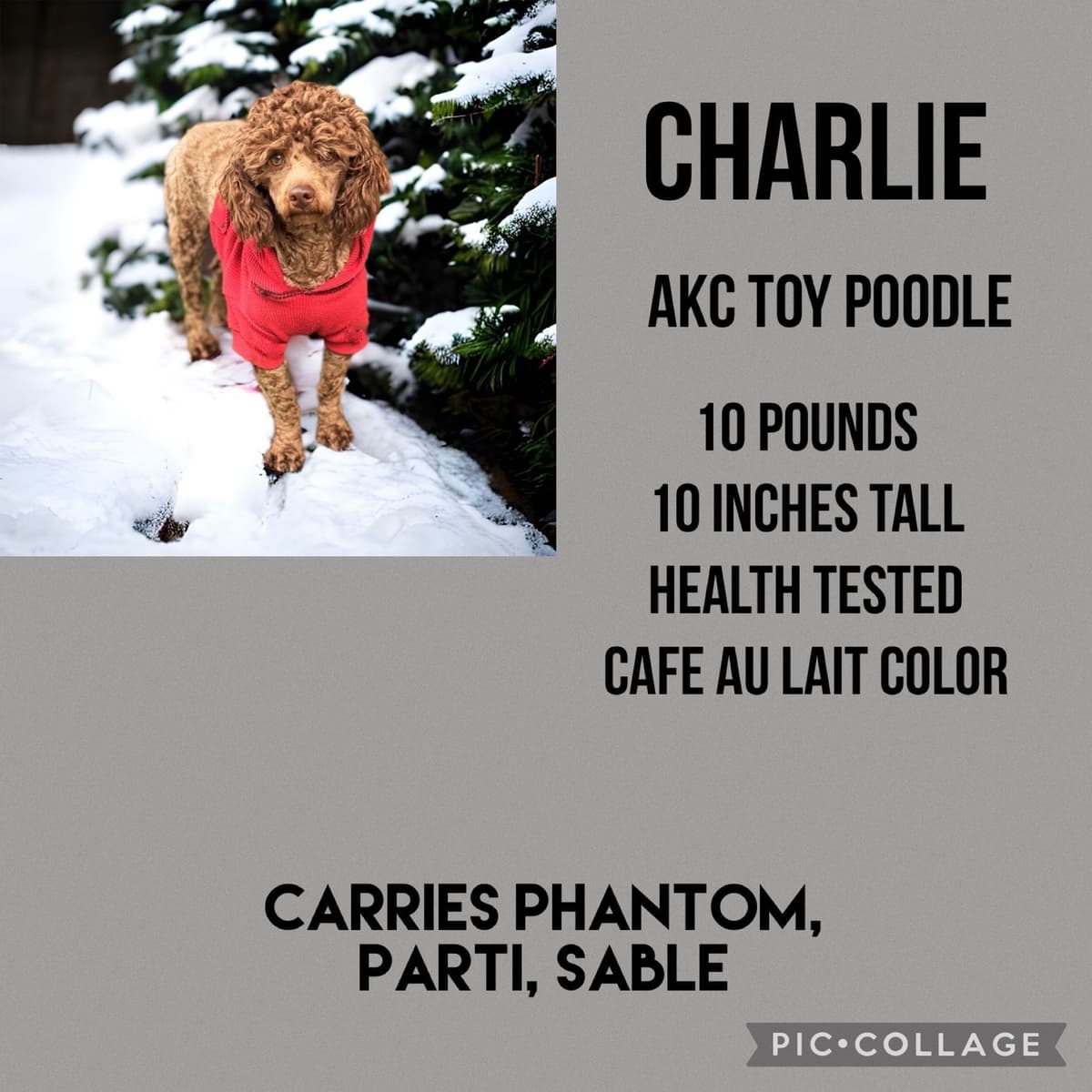 Toy Poodle Puppies breeder image 8