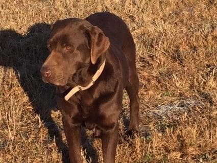 Labrador Retriever Puppies breeder image 14
