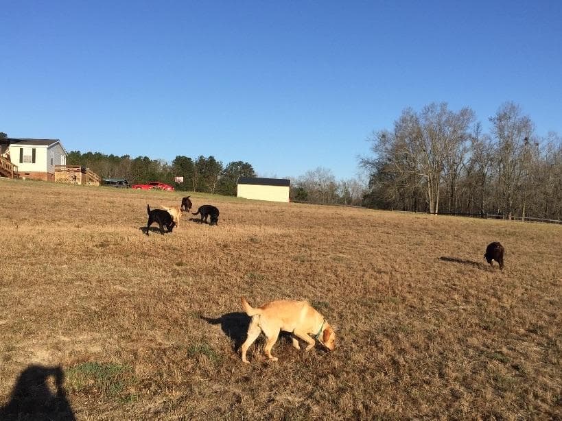 Labrador Retriever Puppies breeder image 12