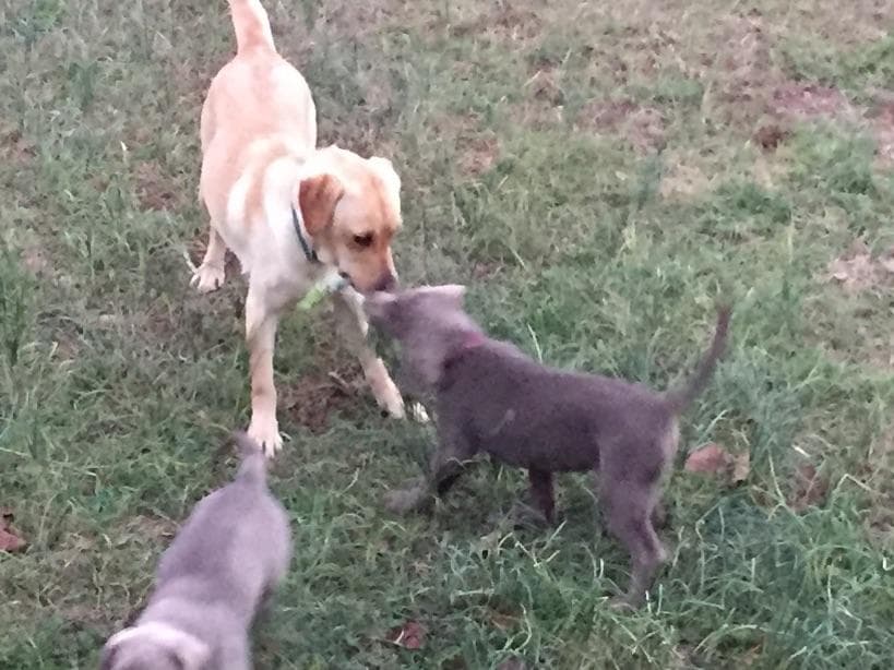 Labrador Retriever Puppies breeder image 15