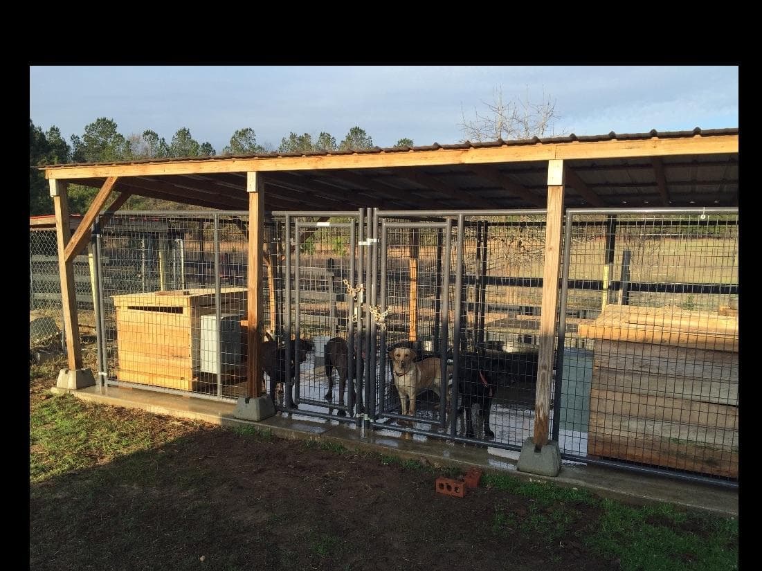 Labrador Retriever Puppies breeder image 16