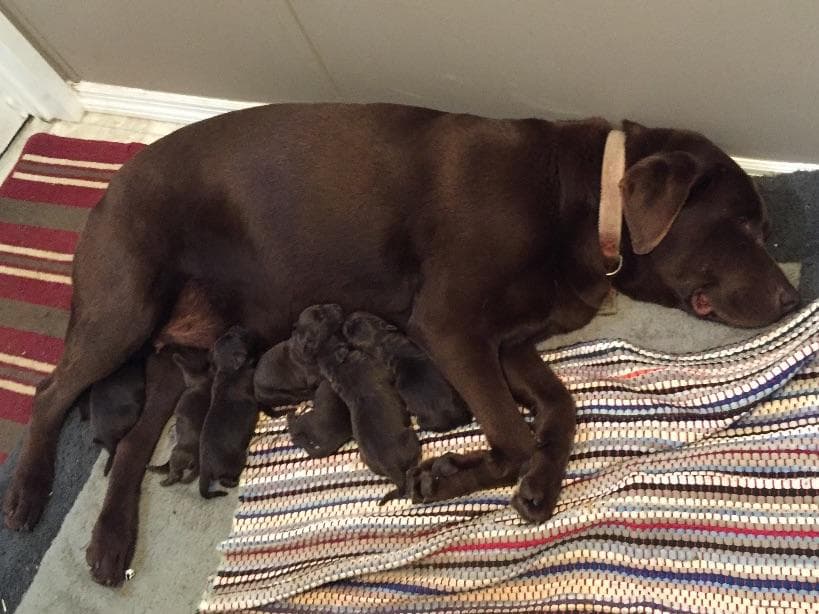Labrador Retriever Puppies breeder image 17